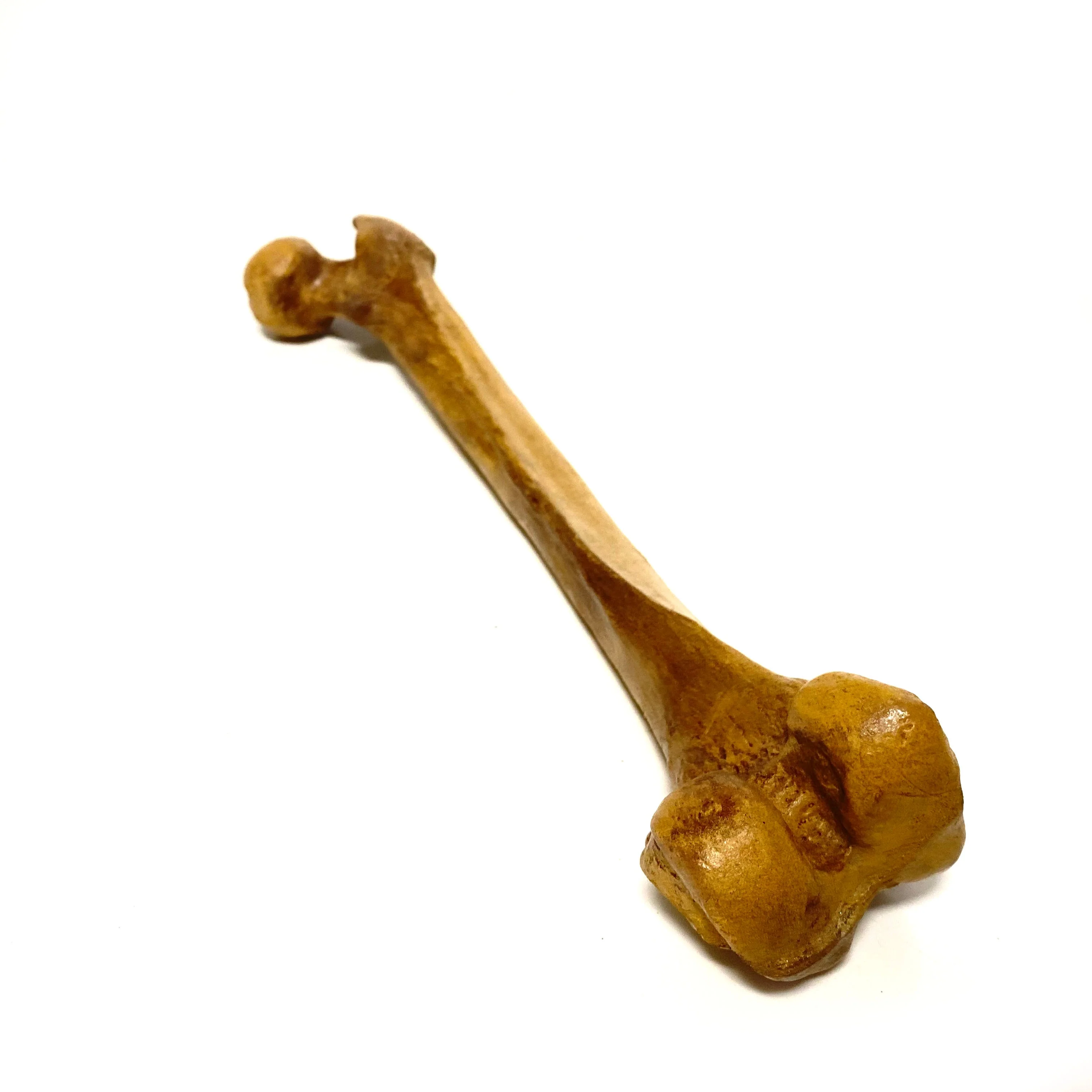 Femur Bone Special Effects Prop Clean - Image 3