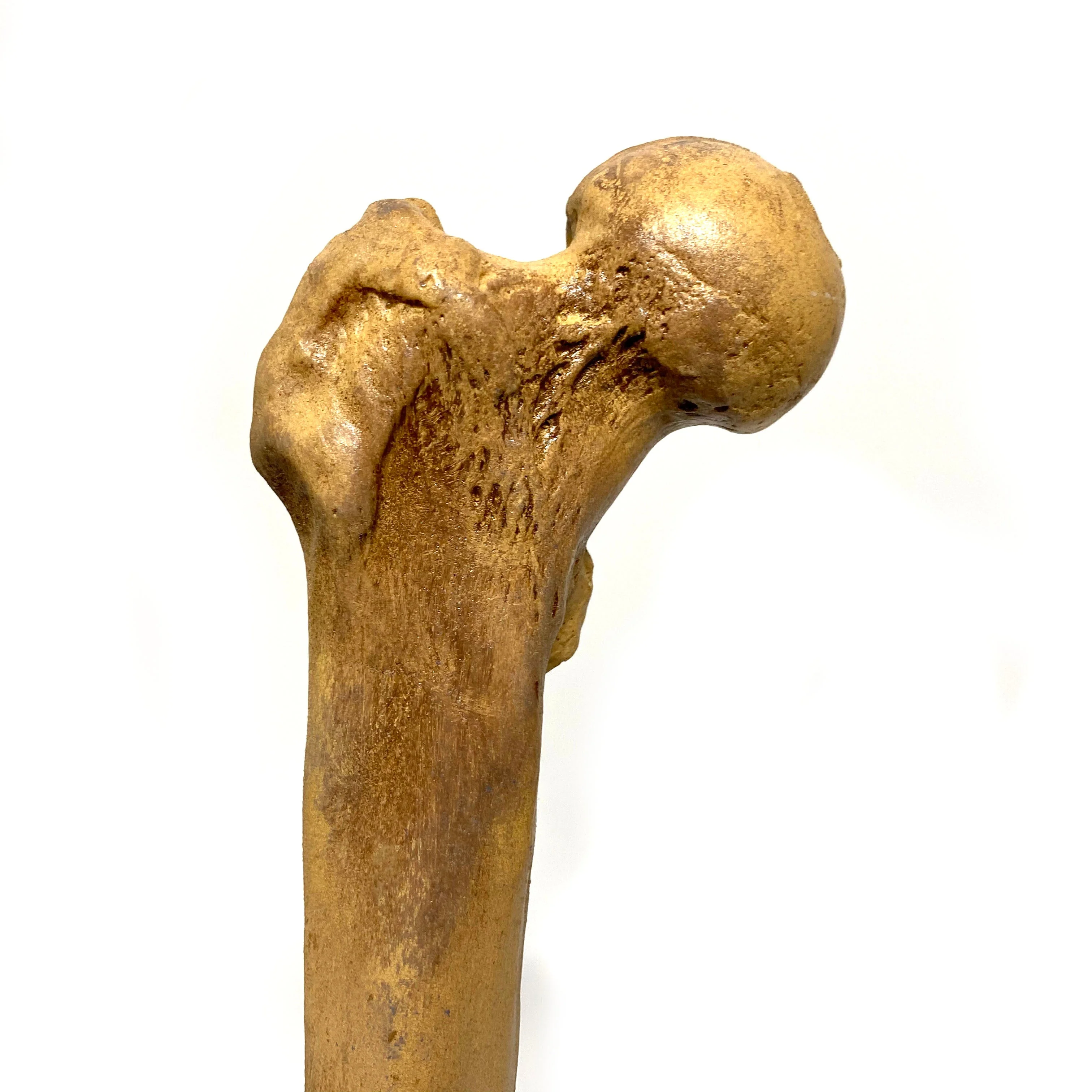 Femur Bone Special Effects Prop Clean - Image 4