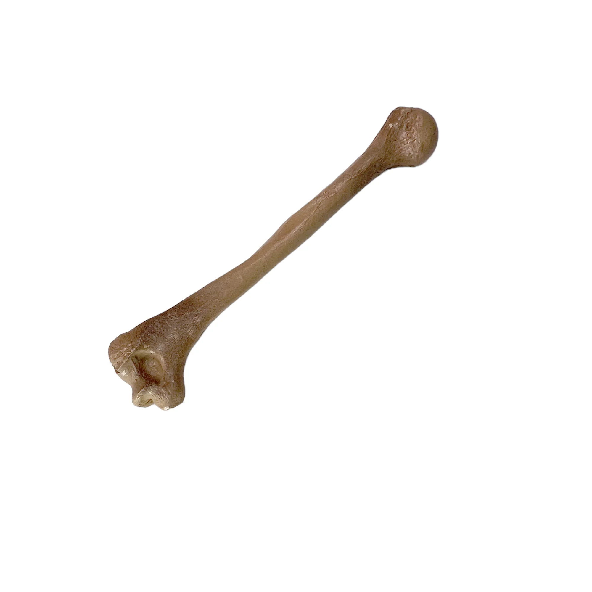 Realistic Lightweight Rigid Foam Humerus Prop - Image 3