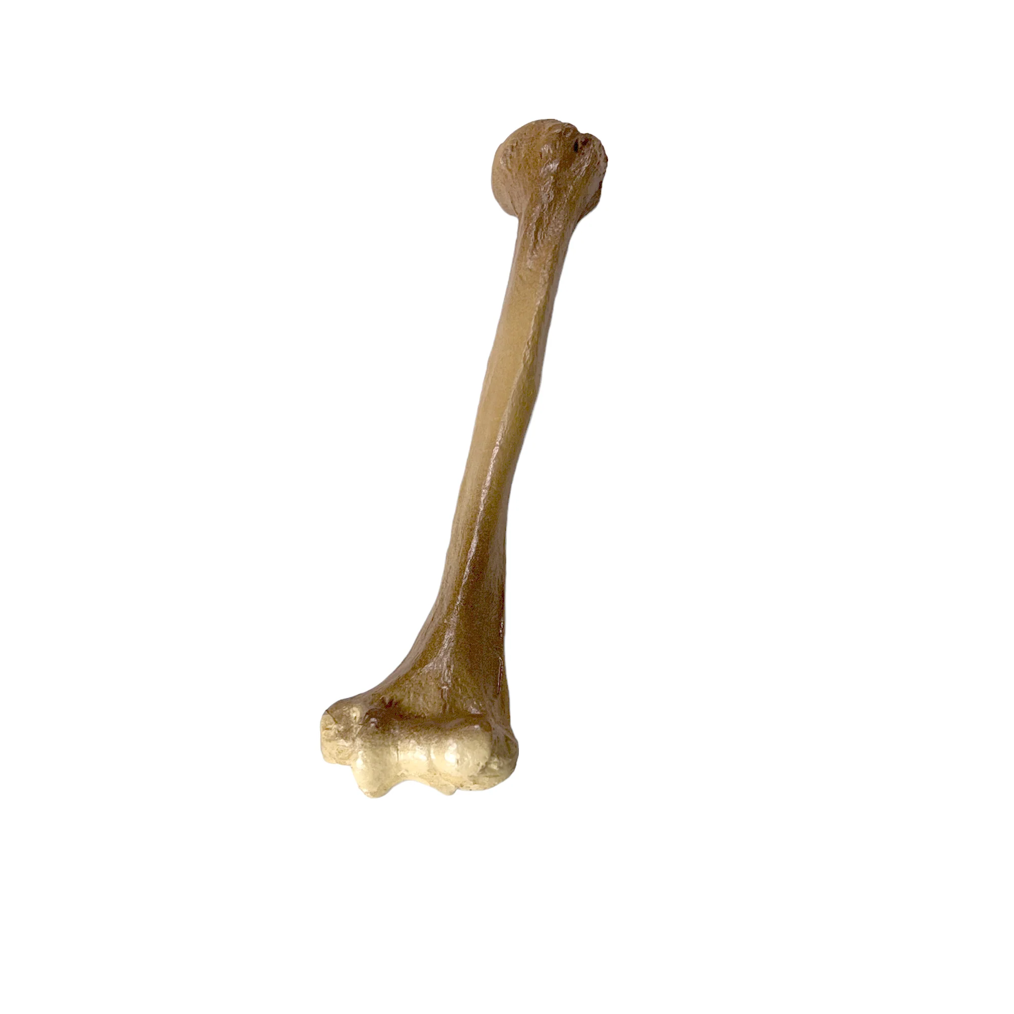 Realistic Lightweight Rigid Foam Humerus Prop - Image 4
