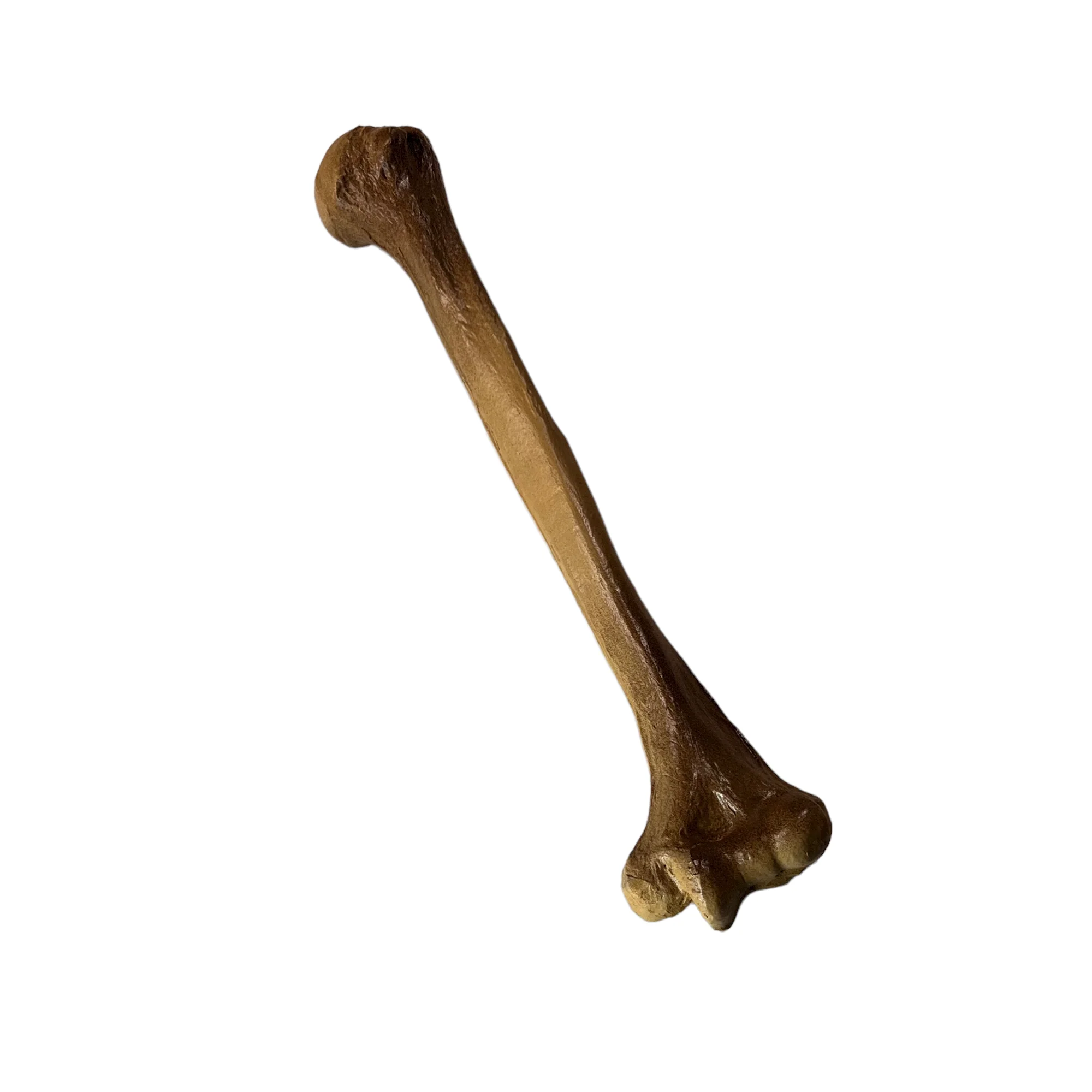 Realistic Lightweight Rigid Foam Humerus Prop - Image 5