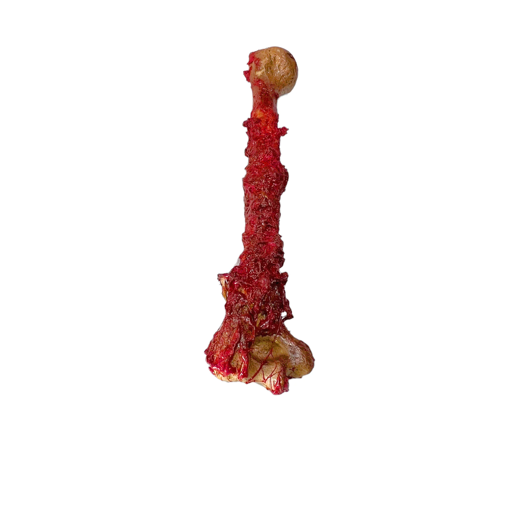 Realistic Lightweight Rigid Foam Humerus Prop - Image 8